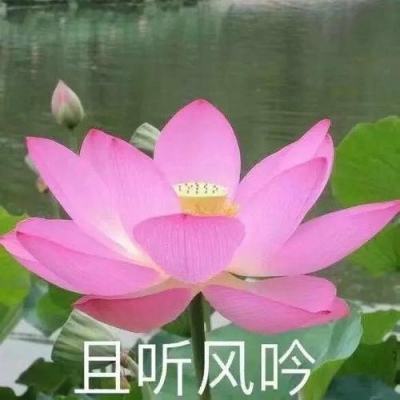 西游萌萌ol九游版下载